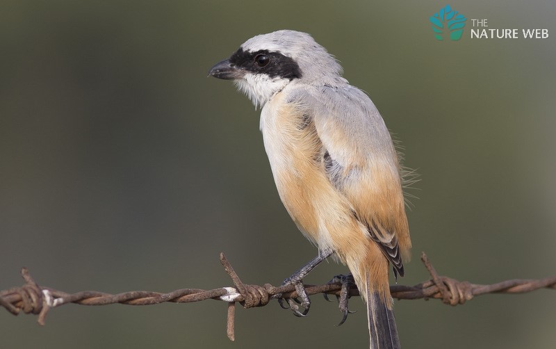 Long-tailed Shrike